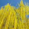 Prairie Cascade Weeping Willow