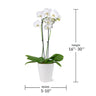 5-Inch Premium Orchid