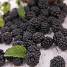 Prime Ark Freedom Blackberry Bush