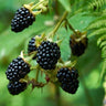 Prime Ark Freedom Blackberry Bush