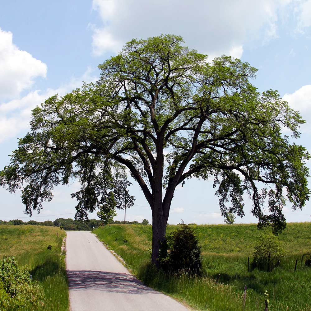 Princeton American Elm