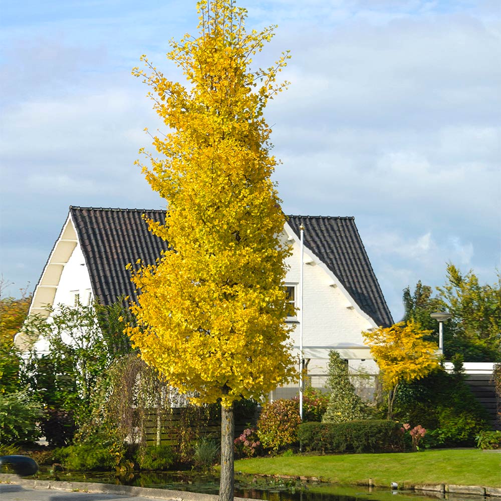 Ginkgo Trees for Sale