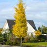 Princeton Sentry™ Columnar Ginkgo Tree