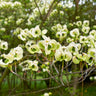 Mexican Flowering Dogwood Tree