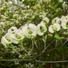 Mexican Flowering Dogwood Tree