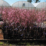 Profusion Crabapple Tree