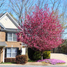 Profusion Crabapple Tree