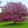 Profusion Crabapple Tree