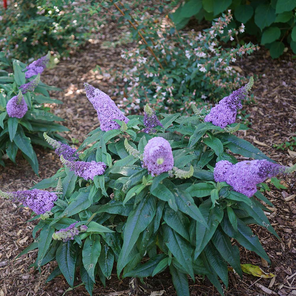 Miss Molly Butterfly Bush - Sheridan Nurseries Online