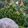 Dwarf Mugo Pine