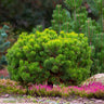 Dwarf Mugo Pine