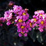 Black Diamond® Purely Purple™ Crape Myrtle Tree