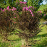 Black Diamond® Purely Purple™ Crape Myrtle Tree