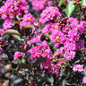 Black Diamond® Purely Purple™ Crape Myrtle Tree