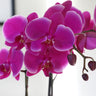 5-Inch Premium Orchid