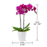 5-Inch Premium Orchid