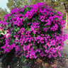 New River Purple Bougainvillea