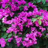 New River Purple Bougainvillea