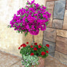 New River Purple Bougainvillea