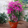 New River Purple Bougainvillea