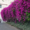 New River Purple Bougainvillea