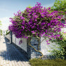 New River Purple Bougainvillea