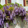 Purple Wisteria Vine