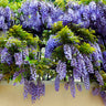 Purple Wisteria Vine