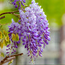 Purple Wisteria Vine