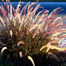 Purple Fountain Grass