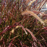 Purple Fountain Grass