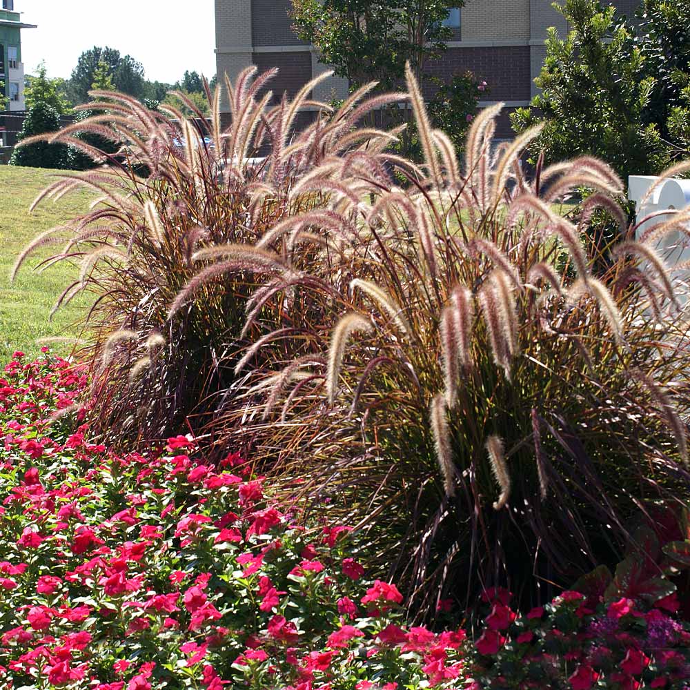 Purple Fountain Grass