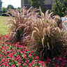 Purple Fountain Grass