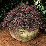 Purple Pixie® Dwarf Weeping Loropetalum