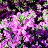 Purple Rain Texas Sage Plant