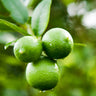 Persian 'Bearss' Lime Bush