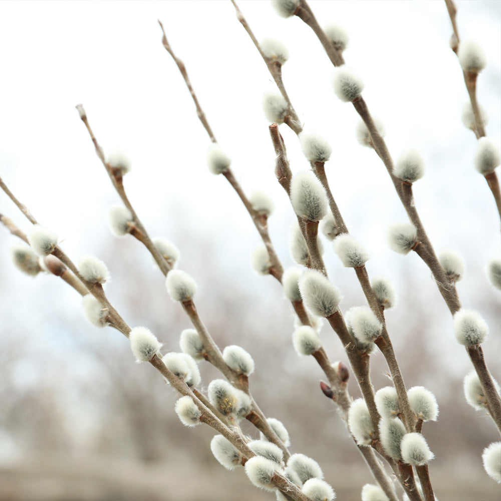 White Pussy Willow Shrubs For Sale 