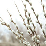 White Pussy Willow