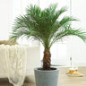 Pygmy Date Palm