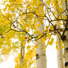 Quaking Aspen Tree