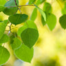 Quaking Aspen Tree