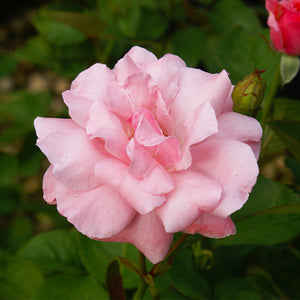 Queen Elizabeth Roses for Sale | FastGrowingTrees.com