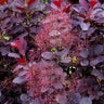 Royal Purple Smoke Tree