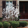 Royal Star Magnolia Tree