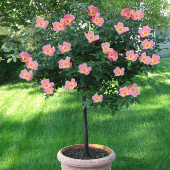 Rainbow Knock Out® Rose Tree