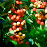 Rainier Cherry Tree