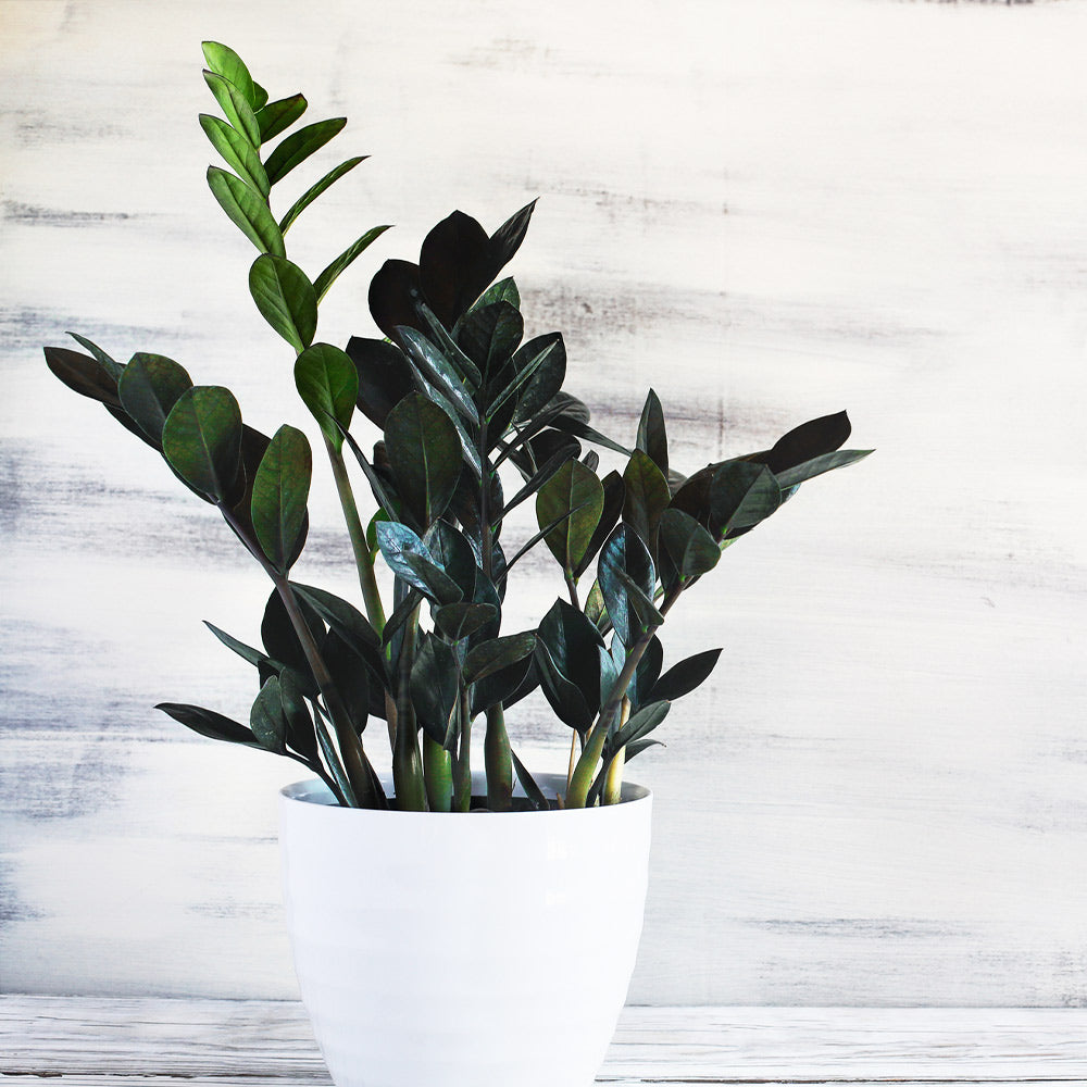 ZZ Plant Potted In Elegant Rondo Red Planter