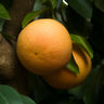 Ray Ruby Grapefruit Tree