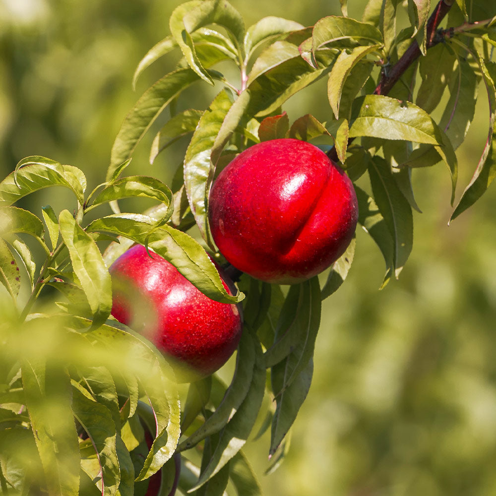 nectarine tree