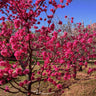 Red Baron Peach Tree California